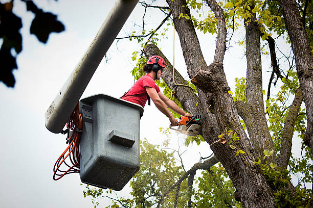 Best Seasonal Cleanup  in Eldorado, IL